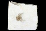 Kettneraspis Trilobite - Black Cat Mountain, Oklahoma #170290-3